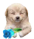 wanko_rose