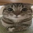 mewich