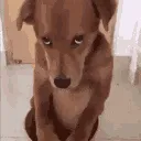 guilt