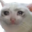 sadcat
