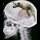 dumbass
