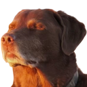 emoji_61 Discord sticker - Dex AM official