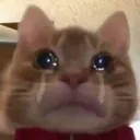 catsad