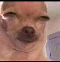 dog_hmmm_999 Discord sticker | 𝙈𝙆丨صـيـانـة | مـنـتـدى الـمـمـلـكـة 🛠