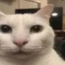 Cat_stare
