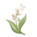 CC_Muguet