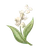 :CC_Muguet: CC_Muguet