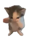 kicaumania