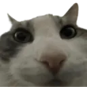 meowbruh