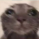 cat_omaga custom emote | FurLounge・Español [0.2K] 🦁