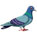 Pigeon