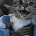 cat_wao animated GIF emoji | FurLounge・Español [0.2K] 🦁