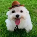 perro