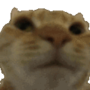 catno animated Discord emote from trans chompers