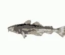 girl_spinning_fish