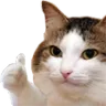 8_CatLike