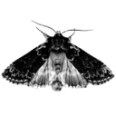 gothmoth Discord sticker from Auryne