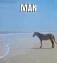 manhorse