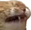 catdisgust