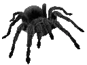 spiderr