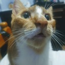 scaredcat Discord emoji