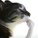 catponder