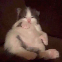 fatcat Discord emoji