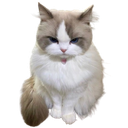cutecattongue custom emote - Why_soi