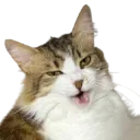 wink