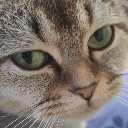 Cat with narrow, judgmental eyes looking directly at the viewer.