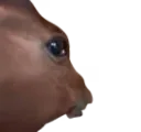 horseEyed horseEyed