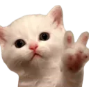 kittenpeace