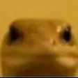 LIZARD
