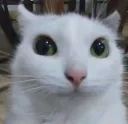 stare