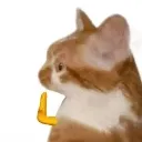 CatStop