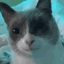 gulp animated GIF emoji - Femboy Order ・Femboys ・Furries・LGBTQ・ Gay・Furry・Roblox・Warthunder・Trans・Gay Tag・Twink Tag・Femboy Tag
