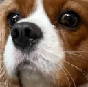 DogBlinkStareANIMATED