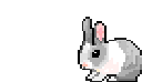 cbunny