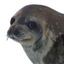 annoyedseal
