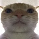 swagcat1