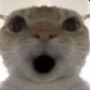 shockedcat