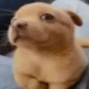dog_really