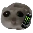 hamster