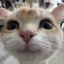 beer_cat