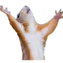 dramaticsquirrel Discord sticker - Sammy's Indie-Electro Lounge