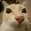 IL_stares