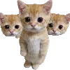 withergato withergato