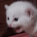 67354aaaaaa animated GIF emoji - .✦ ݁˖  𝐃𝐈𝐑𝐄𝐖𝐎𝐋𝐅 𝐃𝐄𝐍 .✦ ݁˖