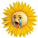 sonflower