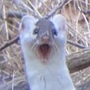 stoatomg